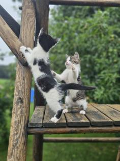 Katzenbabys Babykatzen Kätzchen Kitten Kater
