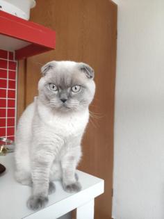 Deckkatter Britisch Kurzhaar Kein Verkauf