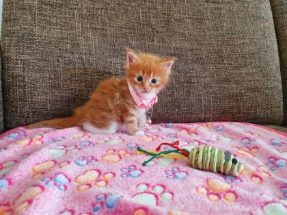 3 Weibchen Maine Coonies Kitten Farbe ROT red tabby
