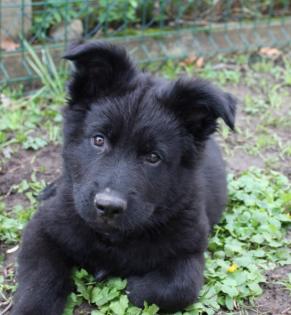 Onyx Rüde Welpe Altdeutscher Schäferhund DDR Linien