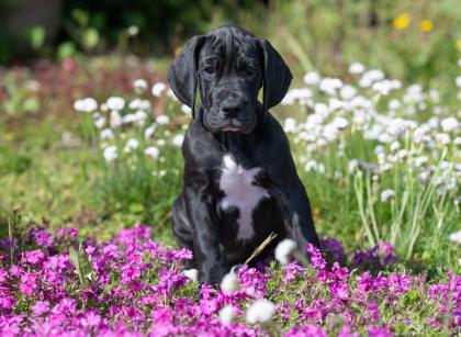 Wunderschöne schwarzes Deutsche Doggen Mädchen geb. 17. 03. 2023