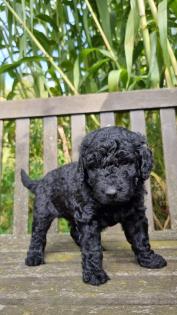 Goldendoodle F1B Welpen