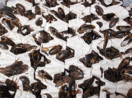 1/ 2 kg argentinische Waldschaben Mix Blaptica dubia 25 EUR
