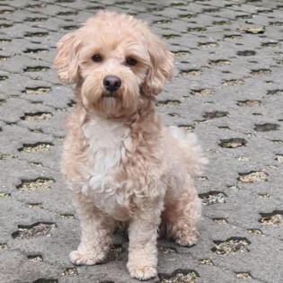 MILLO - quirliger Malteser-Pudel-Mix - 2 Jahre - Tierhilfe-Franken e. V.