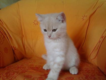 BKH Kater 12 Wochen Creme / Weiß m. Papieren