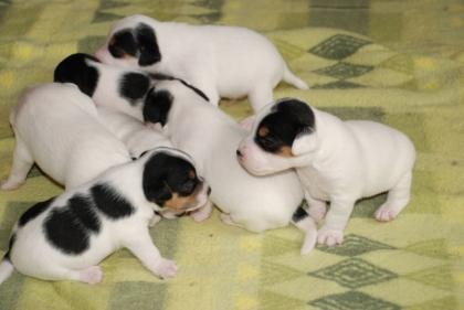 Langbeinige reinrassige Jack Russell Terrier