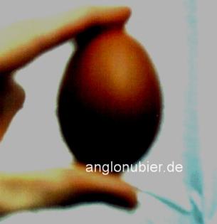 Bruteier von Rassehühnern wie Marans Brahma