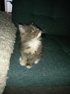 Edelmix Kitten Neva Masquarade Maine Coon