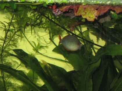 Schachbrettschmerle Diamandregenbogenfisch zu verschenken