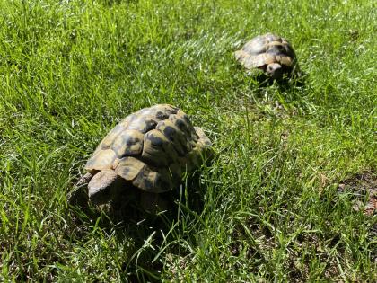 Zwei männliche griechische Landschildkröten abzugeben