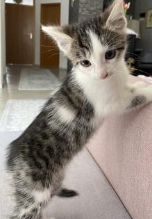 Katzenbaby Weiblich