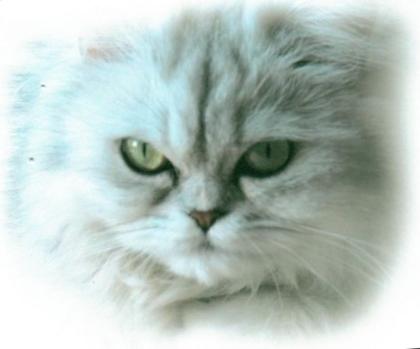 Perserkatze MIT Nase grünen Augen gechipt nicht sterillisiert