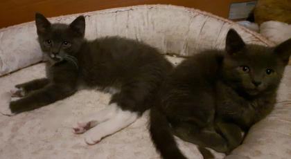 Süße blaue Kätzchen Kitten abzugeben