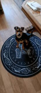 Jack sucht ein neues Zuhause