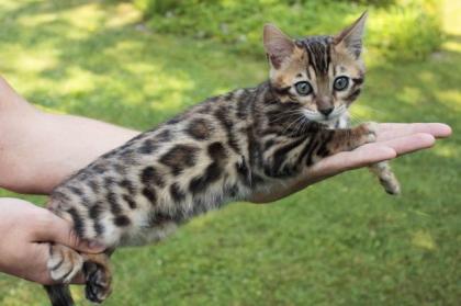 Bengal Kitten Bengalkitten weiblich