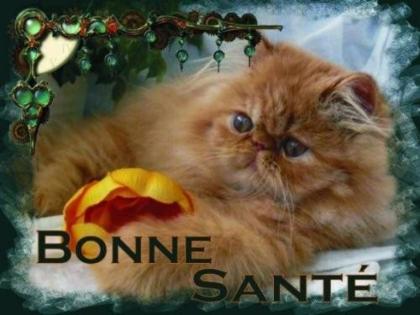Perser und Exotic-Shorthair aus seriöser Hobbyzucht