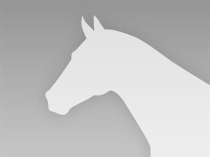 Suche Reitbeteiligung oder Pflegebeteiligung mit Unterricht Reiter sucht Pferd