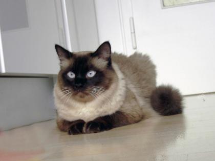 Deckkater