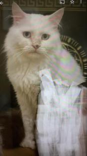 Junger Kater