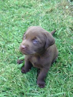 Verk. sehr schöne schokobraune Labradorwelpen