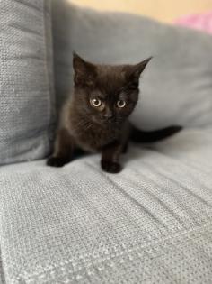 BKH kitten dürfen ins neue Zuhause