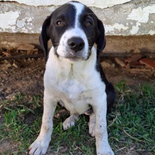 Sophia - möchte gern das Hunde ABC kennelnernen