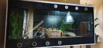 Königspython mit Terrarium Zubehör
