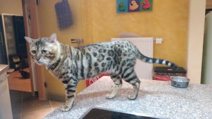 Schmuse Bengal Kater geimpft gechipt entwurmt mit Stammbaumurkunde