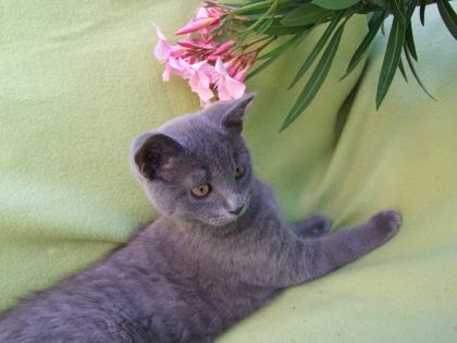 Süße kleine Kätzchen / Kitten / Katzenbabys