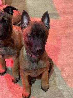 Malinoiswelpen