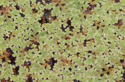 Schwimmpflanzen Paket für Teich Aquarium Feenmoos Hornkraut