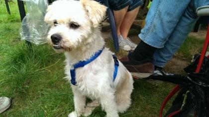 Bernie Terrier Mix sucht ein schönes zuhause