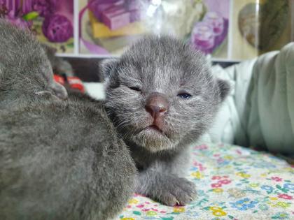 Russisch blau Kitten Kater ab Mitte Juni zur Abgabe