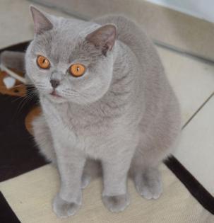 Jil ein BKH Mädchen in der wunderschönen Farbe lilac sucht neuen Wirkungskreis