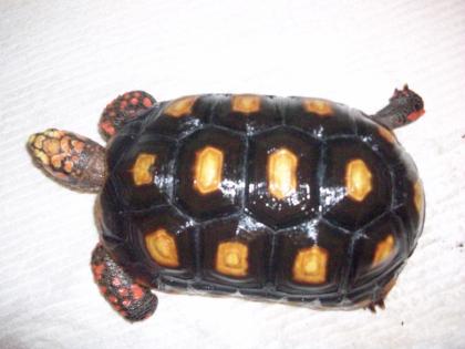 2 Köhlerschildkröten Geochelone carbonaria abzugeben
