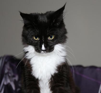 Maine Coon Kitten mit Stammbaum