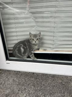 Zwei wunderschöne BKH Kitten Katzen