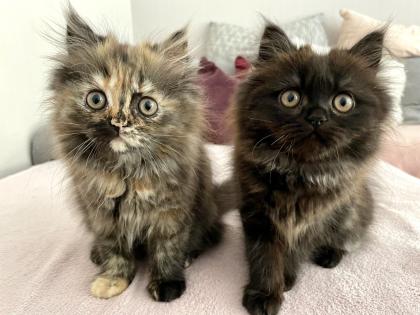 Perser Kitten Kätzchen geimpft abgabebereit