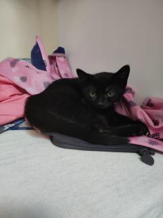 Heilige Birma Mix Kitten