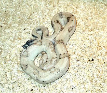 Boa c. i. Ghost pos Super Leopard ENZ22