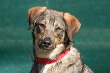 MOSTIE - Mix - 1 5 Jahre - Tierhilfe-Franken e. V.
