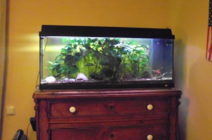 Komplettes 160 l Aquarium FP 150 Euro