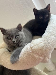 Bkh Kitten Verkauf weiblich