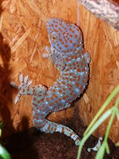 1 0 Tokeh / Gekko gecko DNZ 2022