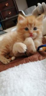 Edelmix Kitten Neva Masquarade Maine Coon