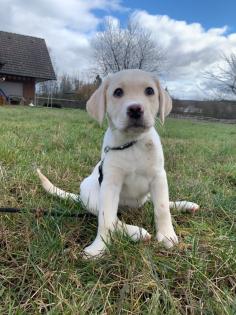 Labrador Welpe 12 wochen alt