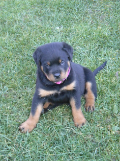 Kerngesunde Rottweilerwelpen