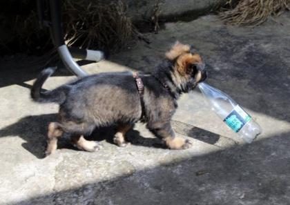 Rüden Welpen Altdeutscher Schäferhund DDR Linien