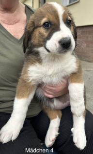 Berner Sennenhund Welpen