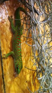 Madagaskar Taggecko abzugeben